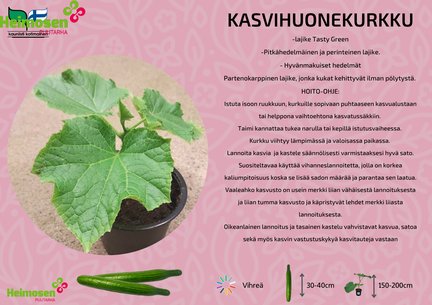 Kasvihuonekurkku