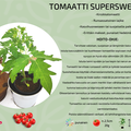 Supersweet 100