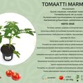 Marmande