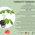 Tanskan vienti
