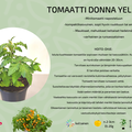 Donna Yellow