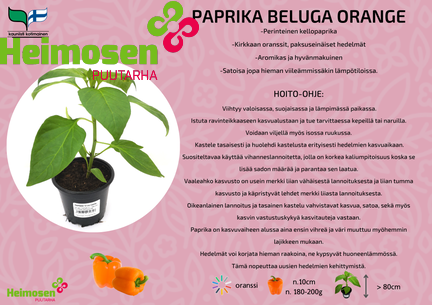 Paprika Beluga orange