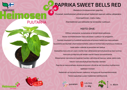 Paprika Sweet bells red