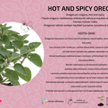 Oregano Hot and Spicy