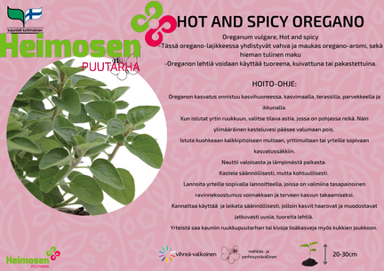 Oregano Hot and Spicy