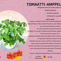 Tomaatti amppeli