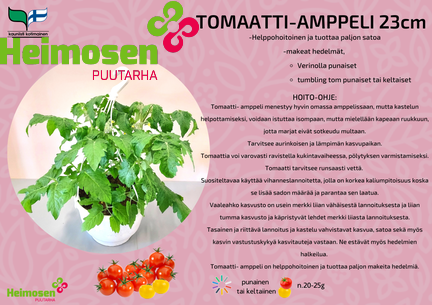 Tomaatti amppeli