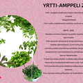 Yrtti amppeli