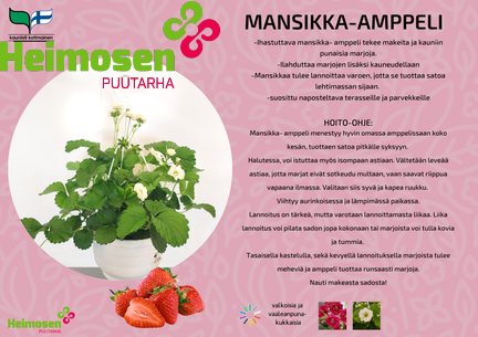Mansikka-amppeli