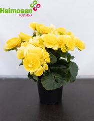 Ruusubegonia keltainen