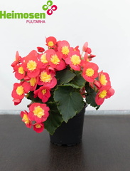 Ruusubegonia pinkki keltaisella silmällä