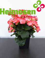 Ruusubegonia pinkkioranssikirjava
