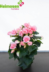 Ruusubegonia pinkki