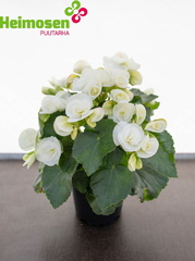 Ruusubegonia valkoinen