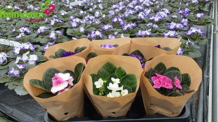 Saint paulia, paperipussissa