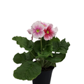 Malva esikko 12cm1