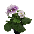 Malva esikko 12cm2
