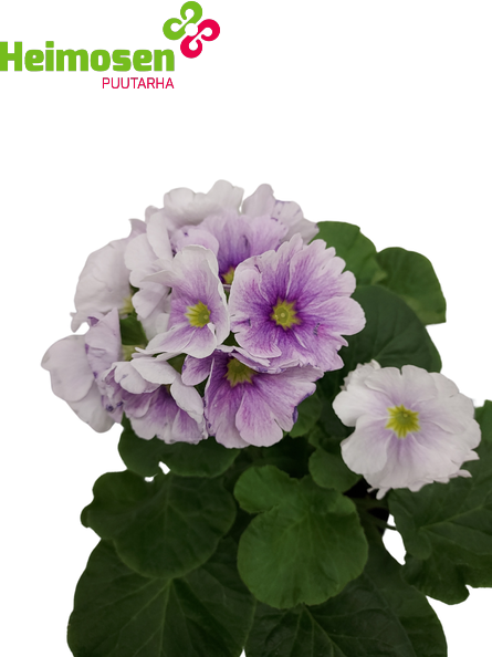 Malva esikko 12cm3.png