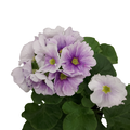 Malva esikko 12cm3