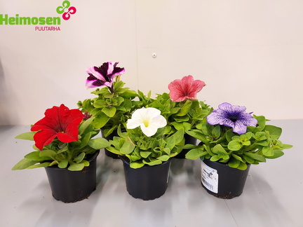 Petunia 9cm