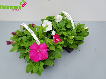 Petunia 6-pack