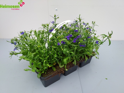 Lobelia 6-pack
