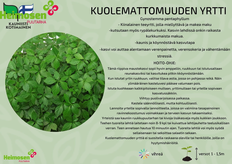 kuolemattomuuden yrtti.jpg