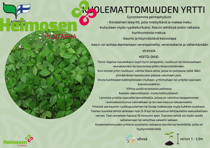 Kuolemattomuuden yrtti