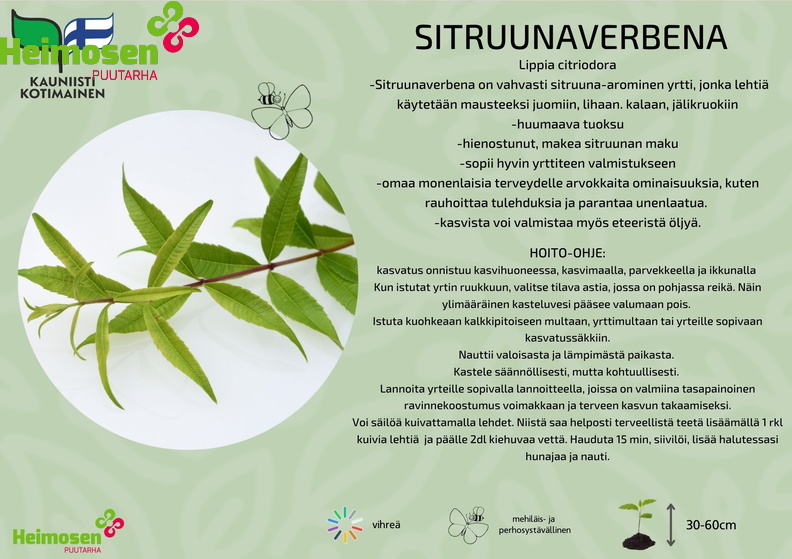 sitruunaverbena.jpg