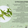 sitruunaverbena
