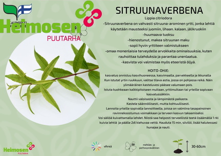 sitruunaverbena