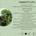 TOMAATTI LITO