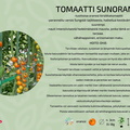 TOMAATTI SUNORANGE