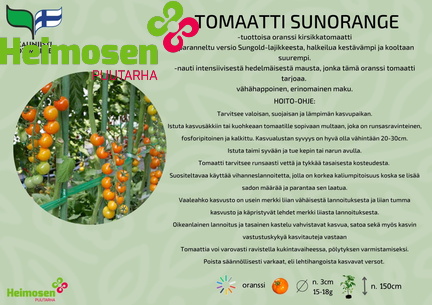 TOMAATTI SUNORANGE