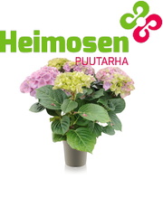 Hortensia1