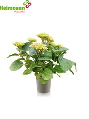 Hortensia2