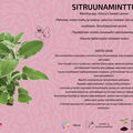 Sitruunaminttu