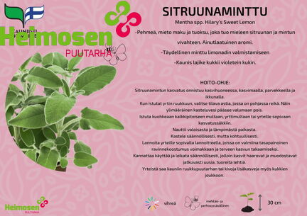 Sitruunaminttu