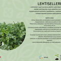 Lehtiselleri