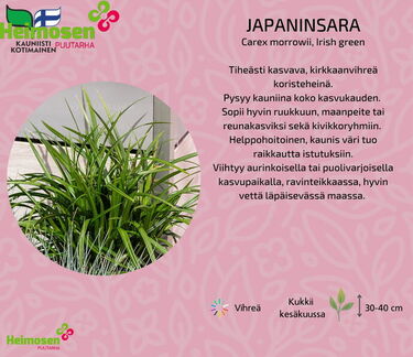 JAPANINSARA Irish green